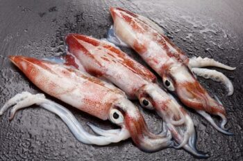 SQUID (CALAMARI)