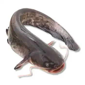 Frozen Gutted Catfish (Size 800 Up) 2.5kg
