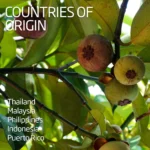 mangosteen-exoticfruitscouk-131939 (1)