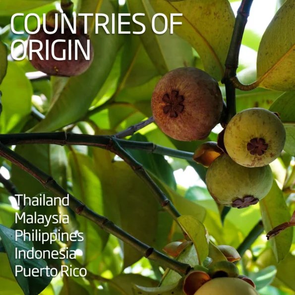 Mangosteen