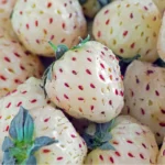 Strawberry Pineberry
