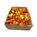 Scotch Bonnet Hot Pepper