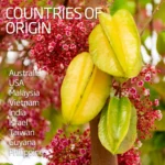 Star Fruit – Carambola