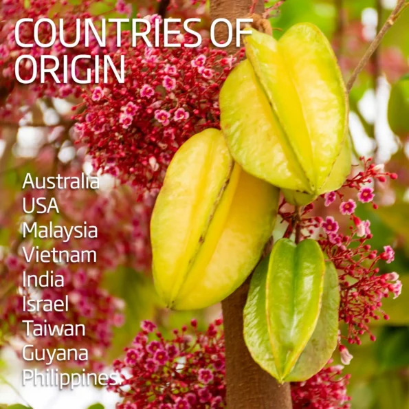 Star Fruit – Carambola