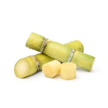 Sugar Cane Green